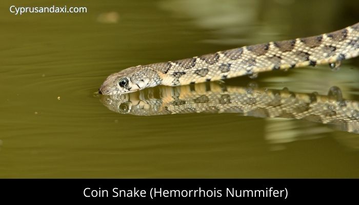 Coin Snake (Hemorrhois Nummifer)