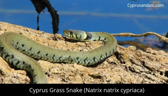 Cyprus Grass Snake (Natrix natrix cypriaca)
