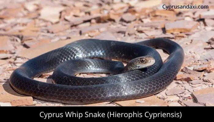 Cyprus Whip Snake (Hierophis cypriensis)