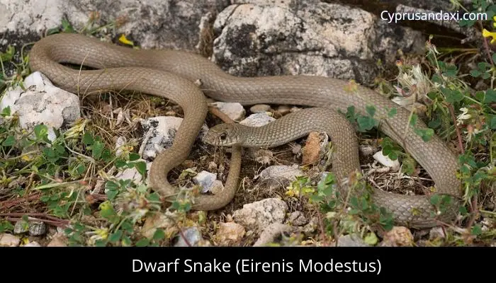 Dwarf Snake (Eirenis Modestus)