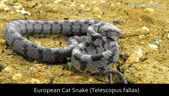 European Cat Snake (Telescopus fallax)