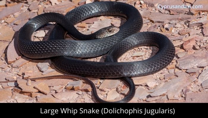 Large Whip Snake (Dolichophis Jugularis)