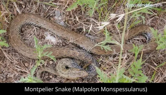 Montpelier Snake (Malpolon Monspessulanus)