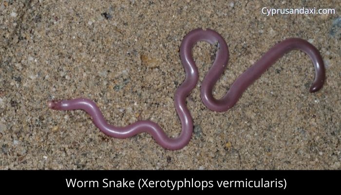 Worm Snake (Xerotyphlops vermicularis)